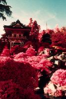 Color Infrared -  Japanese Gardens 2